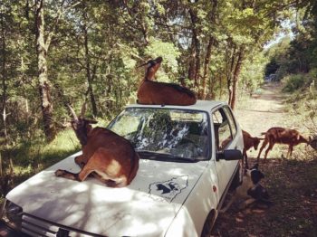 Ardéchica sticker GM