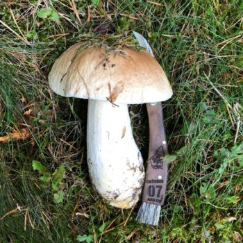 Couteau à Champignons